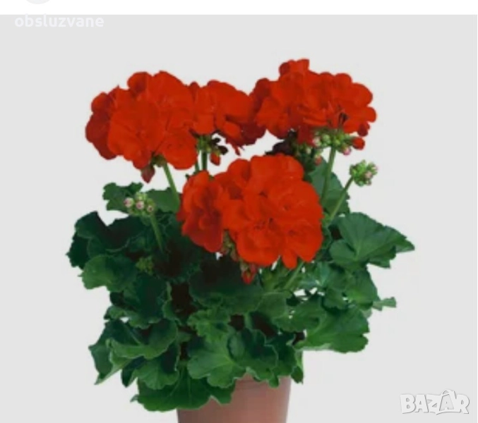 Резници червено мушкато , снимка 1