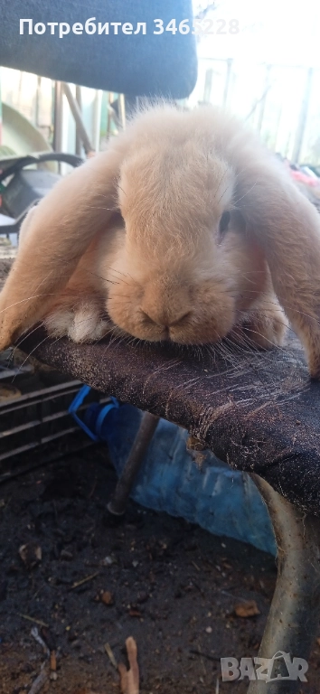 Мъжко кочовато зайче , снимка 1