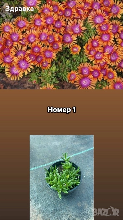 Делосперма 7 цвята , снимка 1