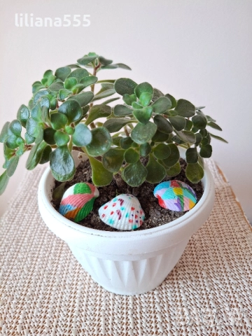 Дърво на парите Аихризон, снимка 13 - Стайни растения - 44719352