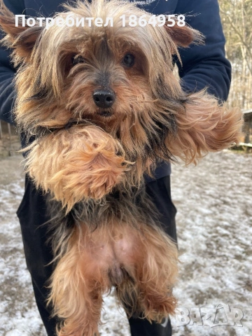 Женско Йорки, снимка 2 - Йоркширски териер - 53037660