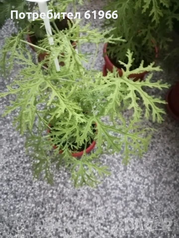 Холандско и българско индришета! , снимка 7 - Градински цветя и растения - 30564840