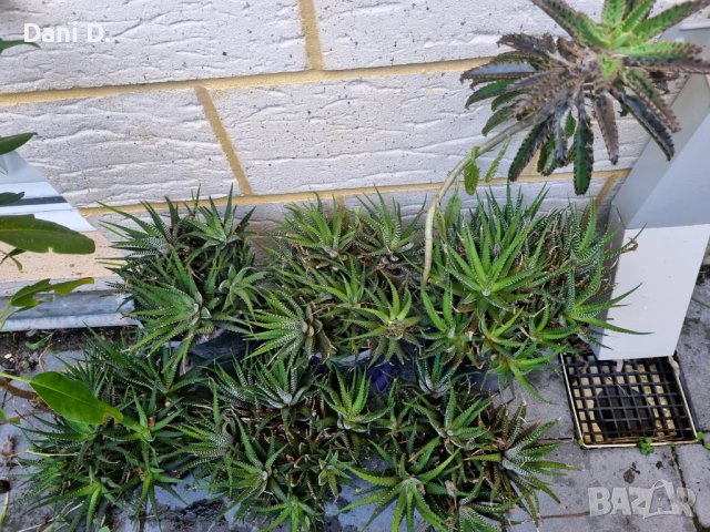 красиви екзотични растения от Португалия, снимка 2 - Градински цветя и растения - 42999745