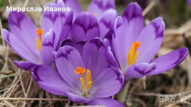 луковици на холандски минзухар, снимка 1