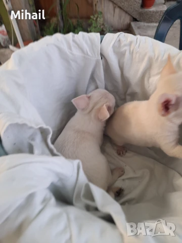 Продавам чихуахуа, снимка 8 - Чихуахуа - 51161252