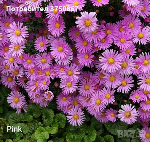 💜🩷💜 МНОГОГОДИШНА АЛПИЙСКА АСТРА
 /Aster alpinus/ 💜🩷💜, снимка 3 - Градински цветя и растения - 49778130