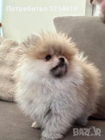 померан чистокръвен , снимка 3 - Померан - 53407980