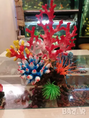 Продавам аквариуми риби аксесоари, снимка 18 - Аквариуми - 47433173