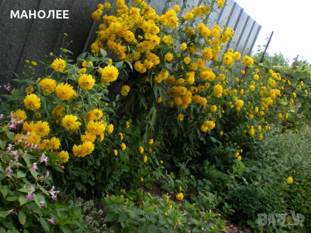 Рудбекия-кичеста, снимка 3 - Градински цветя и растения - 52167014