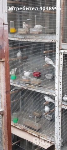 Диамантени гугутки, снимка 4 - други­ - 53403292