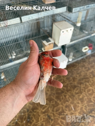 Мексикански чинки, снимка 7 - Канари - 52001399