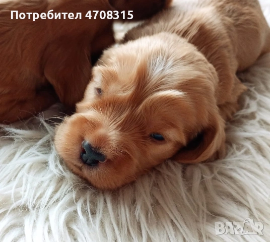 Кокер шпаньол червен момче, снимка 3 - Кокер шпаньол - 53274879