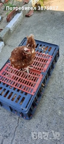 продавам кокошки носачки за яйца