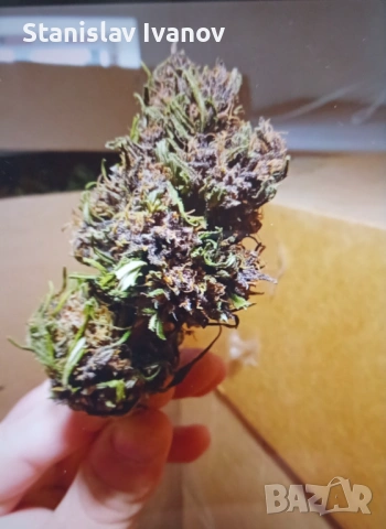 СБД цвят / цели растения, снимка 3 - Други - 52295296