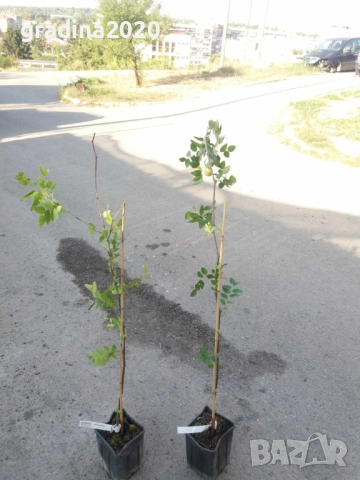 Хинап - финап  Гигански , снимка 6 - Градински цветя и растения - 31773550