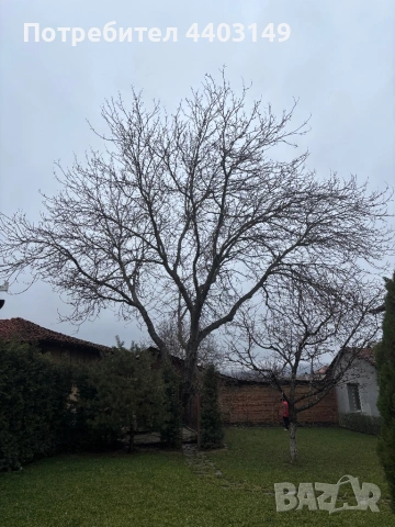  Премахване на опасни дървета • Кастрене • Подръжка • Извозване, снимка 2 - Други услуги - 53429702