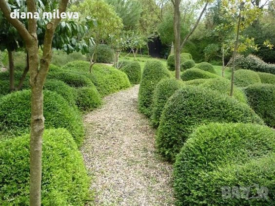  Лоницера, Lonicera nitida Elegant, вечнозелена и студоустойчива!!, снимка 3 - Градински цветя и растения - 39342927