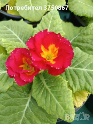 🌿💞🌸 Кичеста иглика, тип розичка, снимка 4 - Градински цветя и растения - 53068918