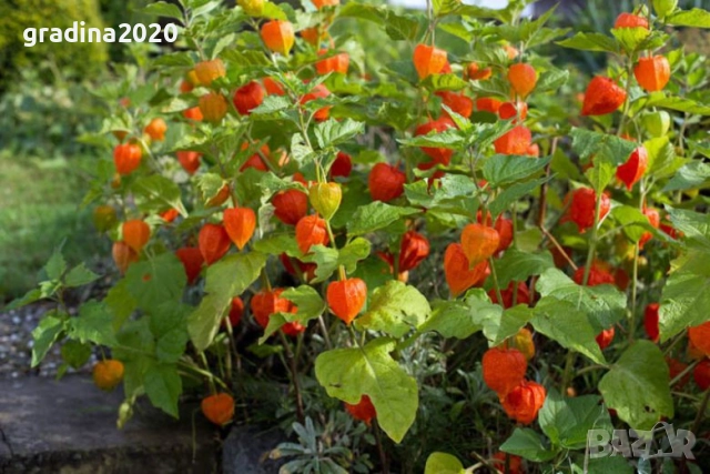 Физалис (Мехунка) – Студоустойчива разновидност, снимка 2 - Разсади - 52229424