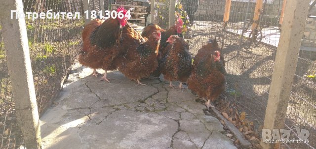 разплодни яйца от орпигтон , снимка 7 - Кокошки и пуйки - 43974232