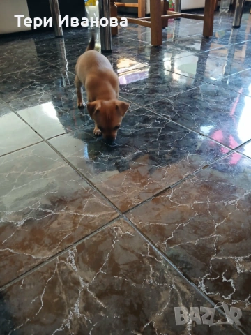 Момче и Момиче, снимка 5 - Пинчер - 53147117