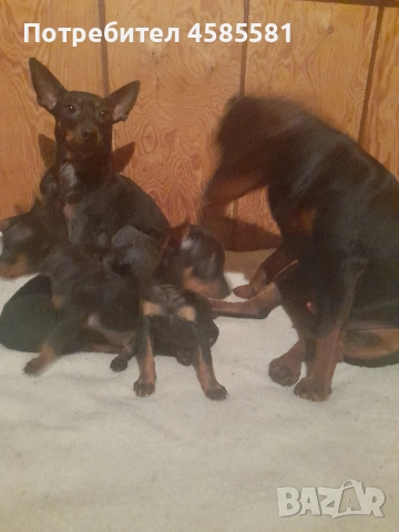 Чистокръвни немски пинери, снимка 10 - Пинчер - 52995417