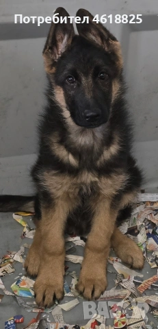 Немски овчарки Топ, снимка 3 - Немска овчарка - 53389024