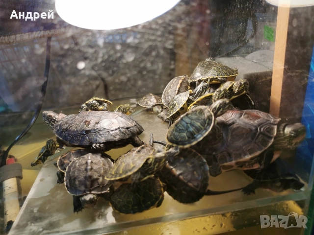 Костенурки , снимка 4 - Костенурки - 52076648