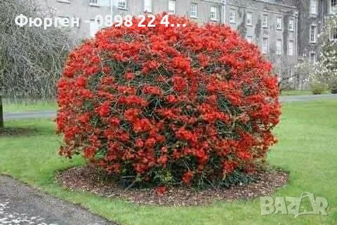 Японска дюля - Цидония, снимка 2 - Разсади - 41169747