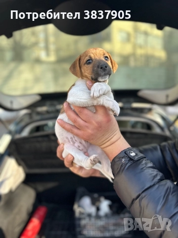 Джак Ръсел териер 