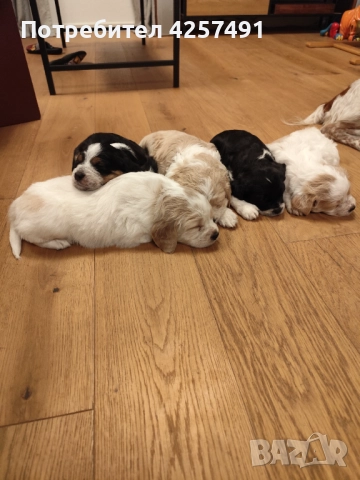 Продавам малки кученца епаньол бретон шпаньол, снимка 7 - Други - 52855443