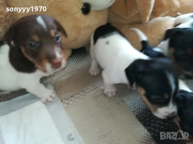 ДЖАК РЪСЕЛ-250ЛВ ЗА КУТРЕ 2409251049, снимка 7 - Джак ръсел териер - 51817566