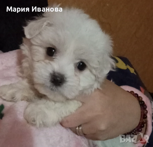 Малтийска болонка , снимка 2 - Болонка - 52910928