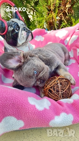 Френски булдог, снимка 4 - Френски булдог - 51950911