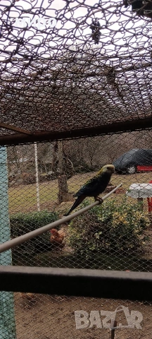 Жълтоглава розела !, снимка 3 - Папагали - 53406872