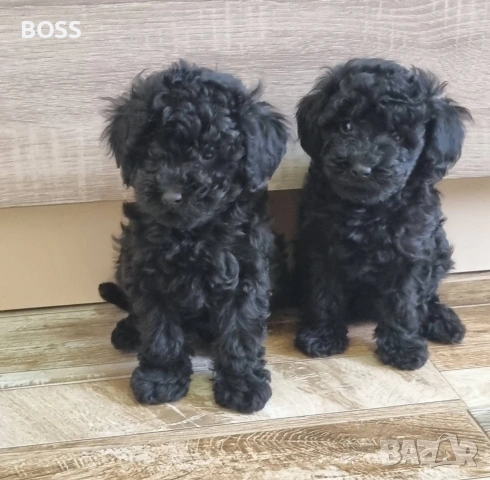 Той Пудел Мини Пудел, снимка 3 - Пудели - 49144293