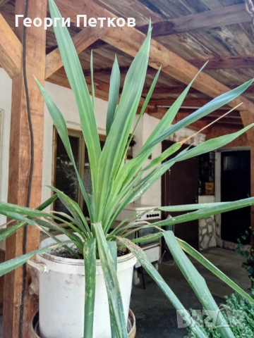 Студоустойчива палма Юка,дворна, снимка 3 - Градински цветя и растения - 52918084