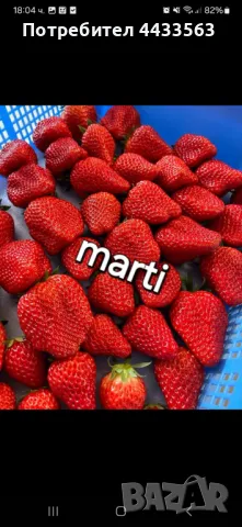 Целогодишни сортове  Расзад ягоди и манни 