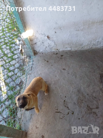 Продавам или заменям , снимка 2 - Джак ръсел териер - 52540841