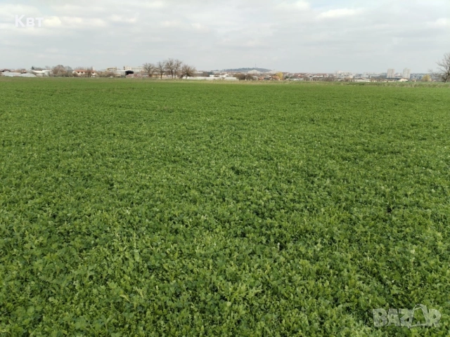 Продавам семе люцерна, снимка 2 - Сортови семена и луковици - 51738319