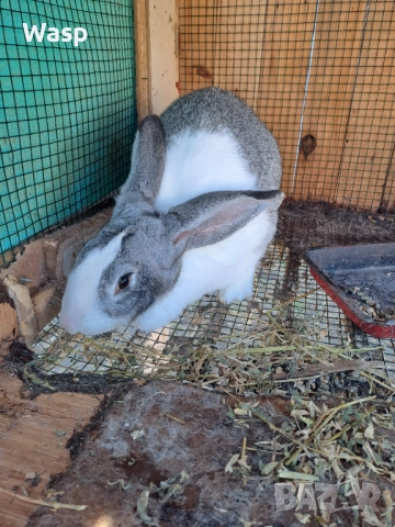 Продавам зайци, снимка 11 - Чинчили - 53402718