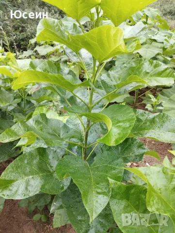 Фиданки от бяла бреза, снимка 5 - Разсади - 49240556