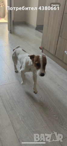 Чистокръвен джак ръсел, снимка 1