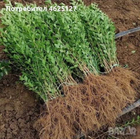 Лигуструм ovalifolium на гол корен 