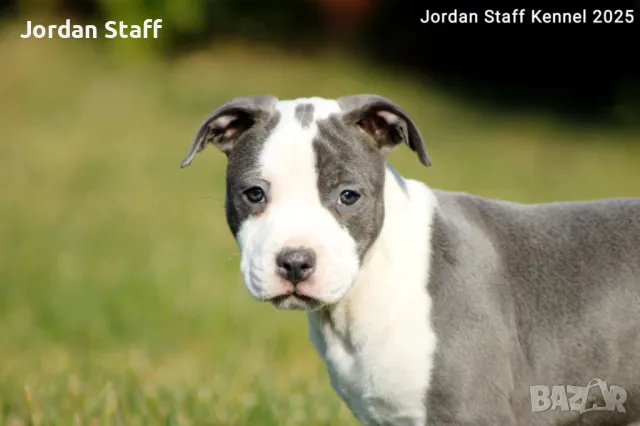*Американски Стафордшир Териер бебета с FCI родословие- Jordan Staff Kennel*, снимка 10 - Американски стафордширски териер - 28596325