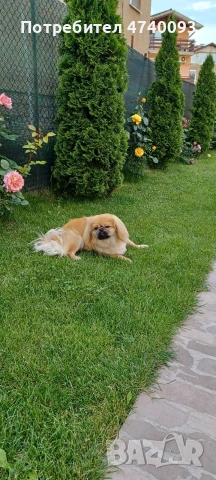 Продавам пекинез , снимка 2 - Пекинез - 53501387