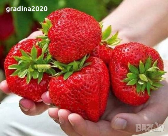 Разсад Ягода - Налични 25 сорта 