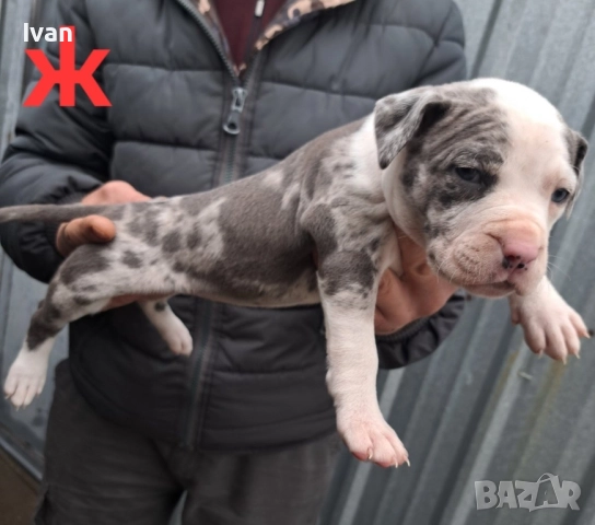 Питбул момиче