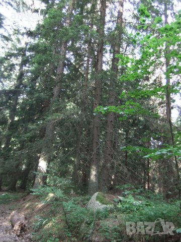 гора, снимка 1