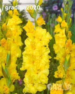 🌸 Луковици Гладиоли (Gladiolus), снимка 11 - Разсади - 53145180